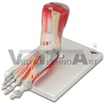    Foot and Ankle Skeleton Model with Ligaments and Muscles